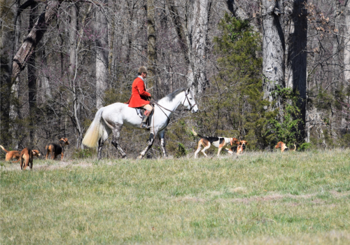 Man on a White Horse with Hunting Dogs